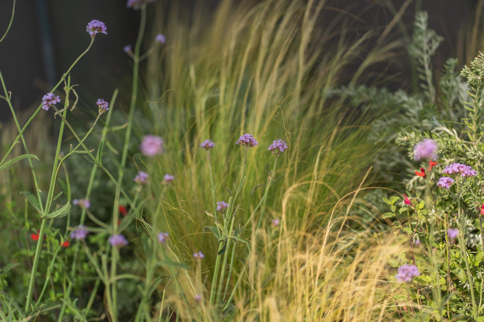 Plantas y flores